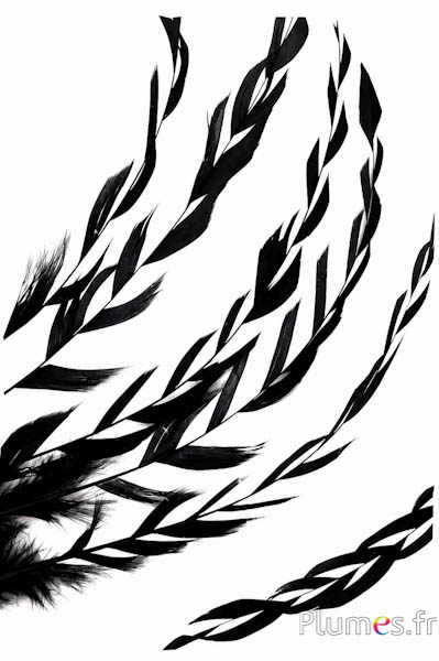 Coq fouet Epi - 25-30 cm - noir